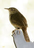House Wren